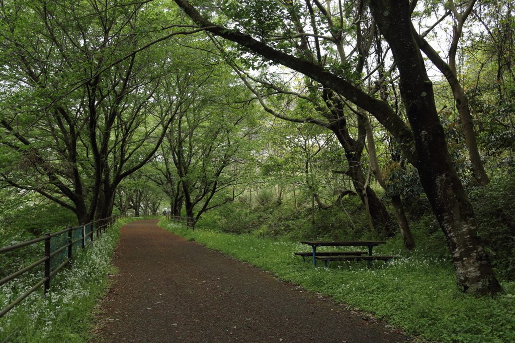 遊歩道の草花