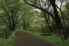 遊歩道の草花