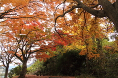 城山の紅葉