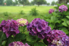 紫陽花