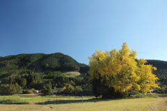 イチョウの黄葉