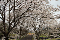 遊歩道の桜