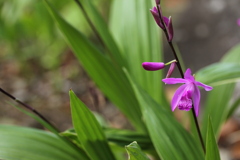 春の花シラン