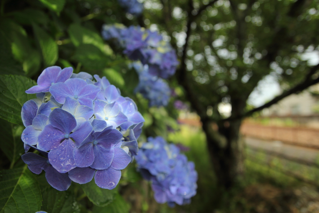 梅雨入り紫陽花