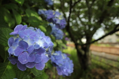 梅雨入り紫陽花