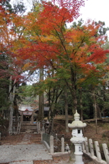 水俣　住吉神社の紅葉