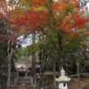 水俣　住吉神社の紅葉