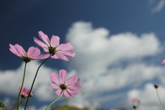 秋空に秋桜