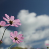 秋空に秋桜