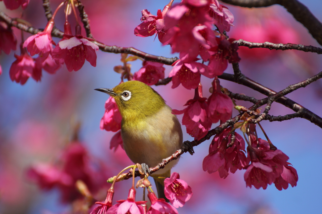 緋寒桜とメジロ