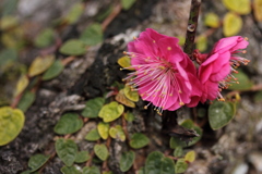 梅の花