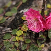 梅の花