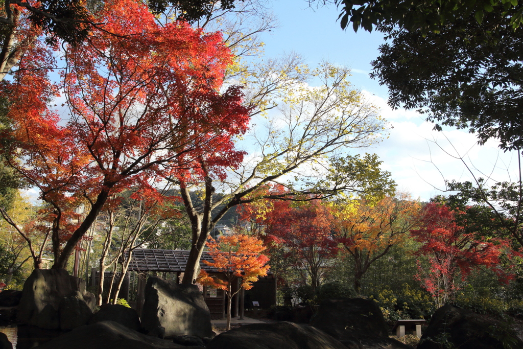まだ紅葉がのこる