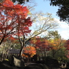まだ紅葉がのこる