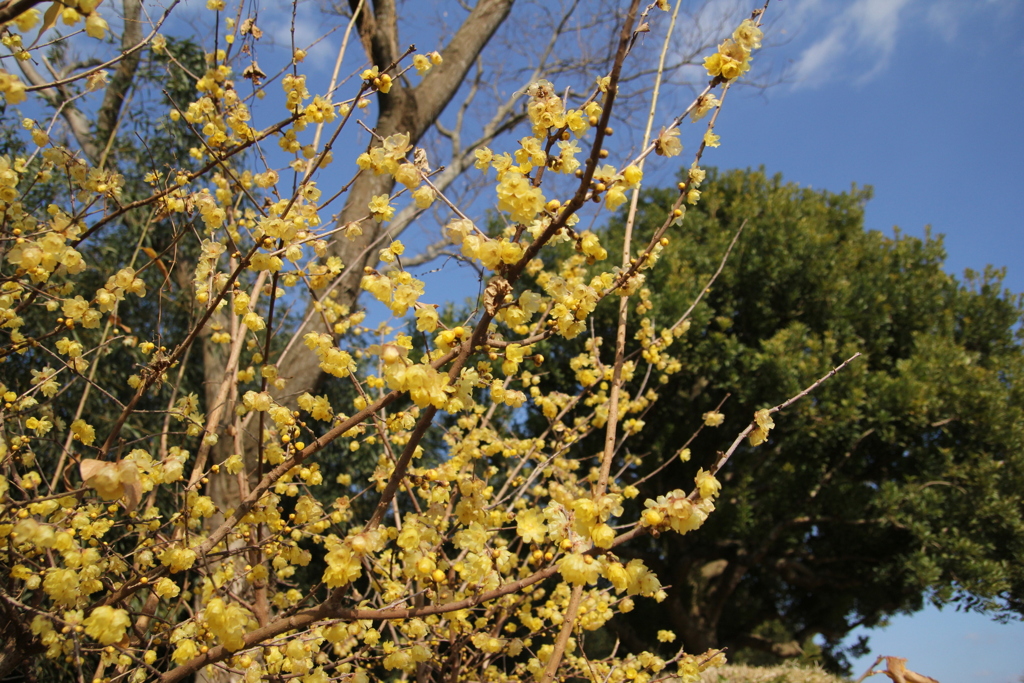 ロウバイ（蝋梅）