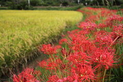 彼岸花満開