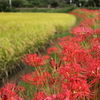 彼岸花満開