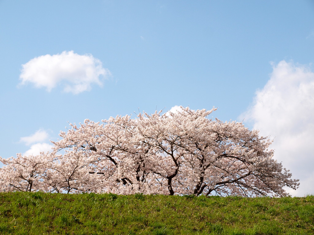 桜