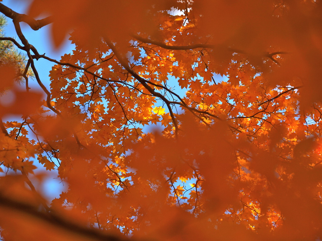 紅葉・黄