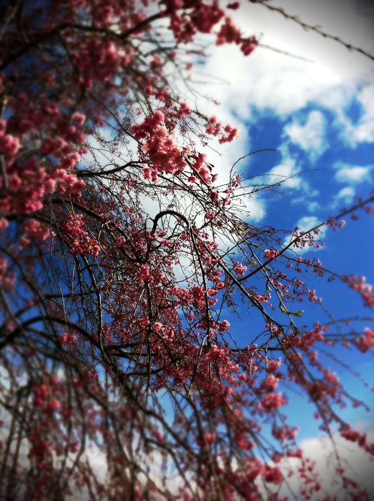 濃桜