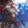 濃桜