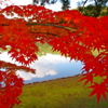 紅葉と池
