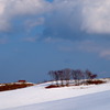 雪解けの牧場