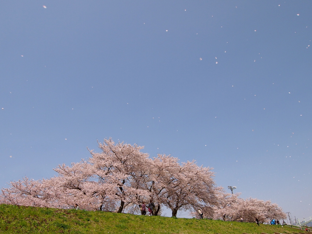 見納めの桜