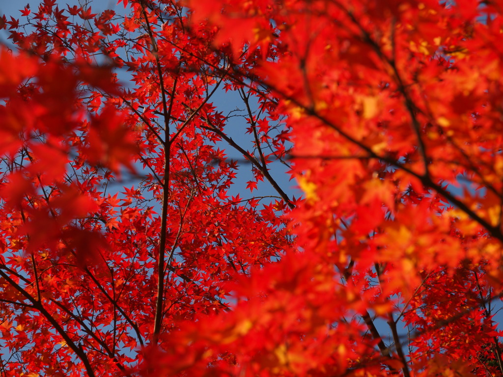 紅葉・赤