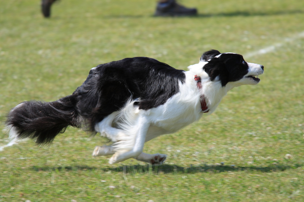 Dash！