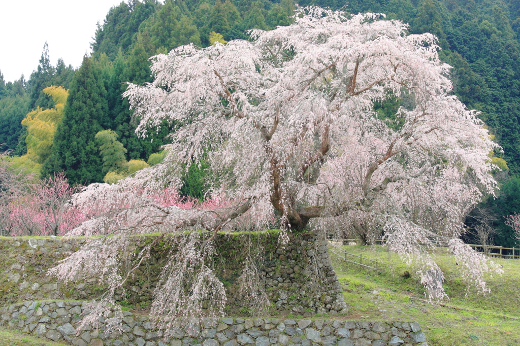 又兵衛桜Ⅱ