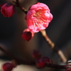 小さな春