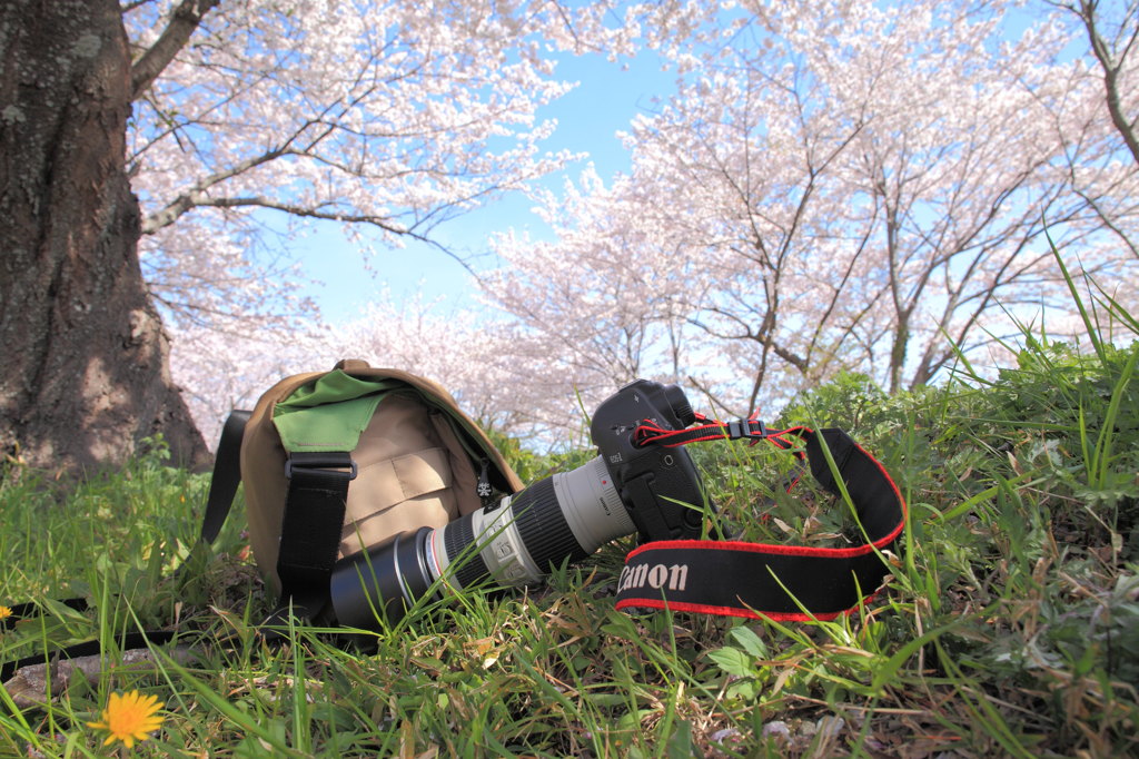 ぼくの春
