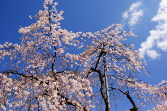 空と雲と桜