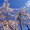 空と雲と桜