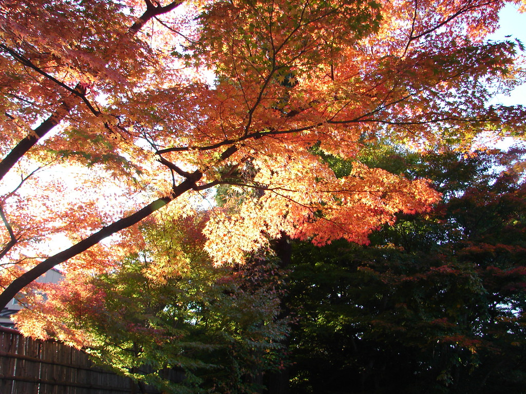会津の紅葉03