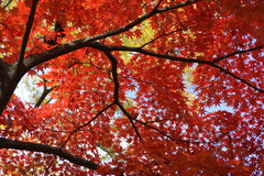 韓国でも紅葉は一緒ニダ-07