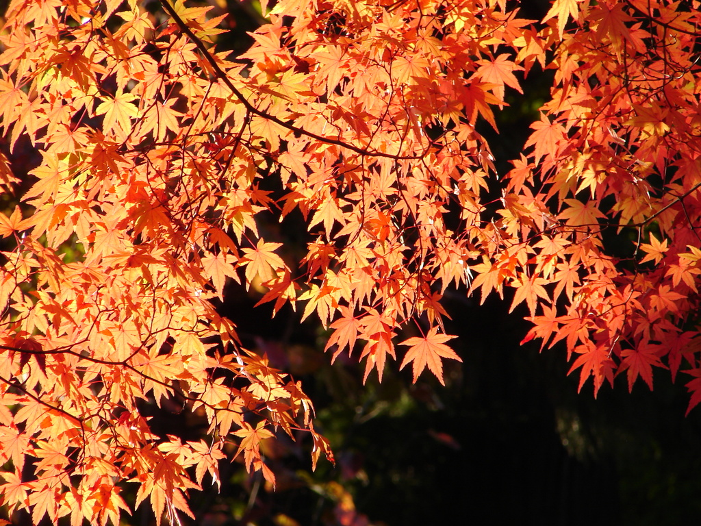 会津の紅葉02
