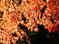 会津の紅葉02