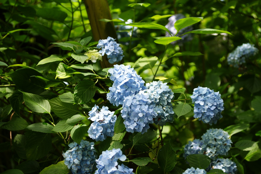 【鎌倉】明月院にて五