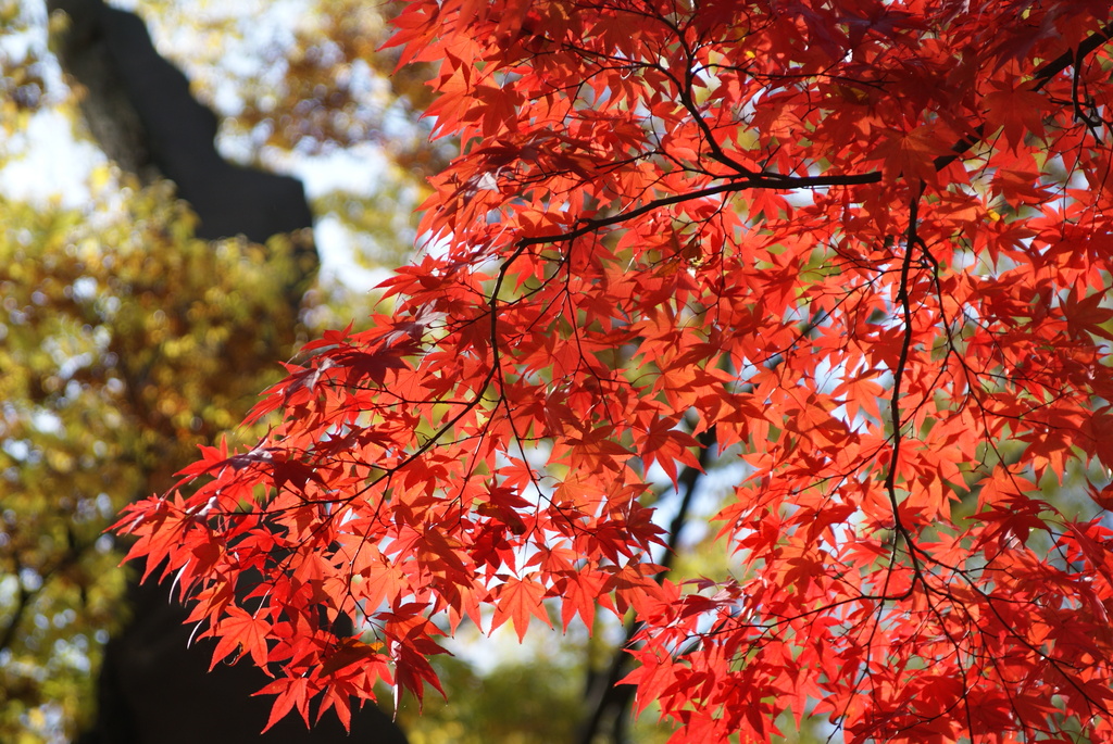 韓国でも紅葉は一緒ニダ-02