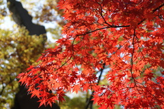 韓国でも紅葉は一緒ニダ-02
