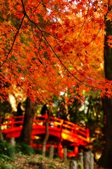 小石川後楽園の紅葉2