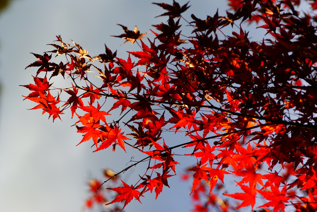 小石川後楽園の紅葉8