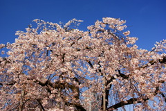 空の青と桜の白