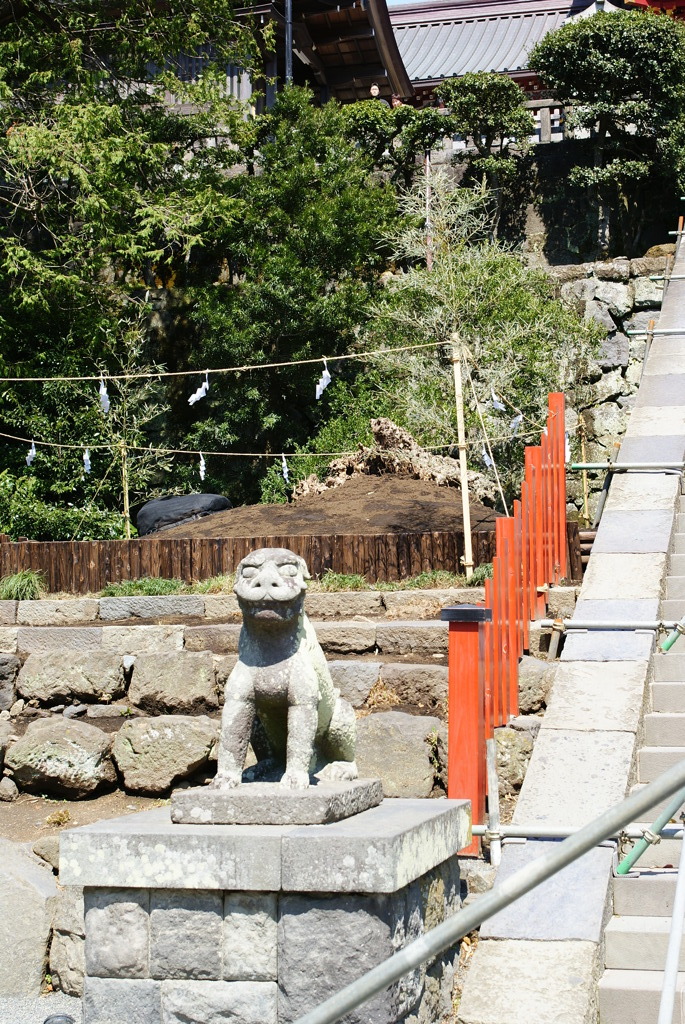 【鎌倉】「鶴岡」八幡宮の例のイチョウ