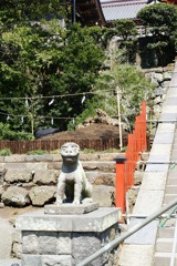 【鎌倉】「鶴岡」八幡宮の例のイチョウ