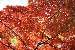 韓国でも紅葉は一緒ニダ-05