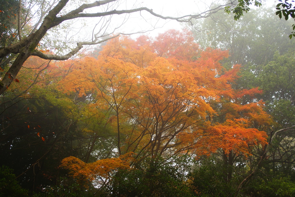 【伊賀上野】朝もやの公園にて