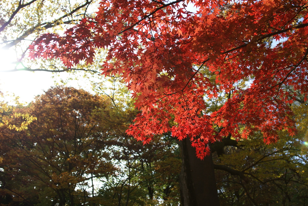 韓国でも紅葉は一緒ニダ-04